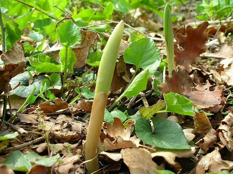 Polygonatum odoratum / Sigillo di Salomone comune